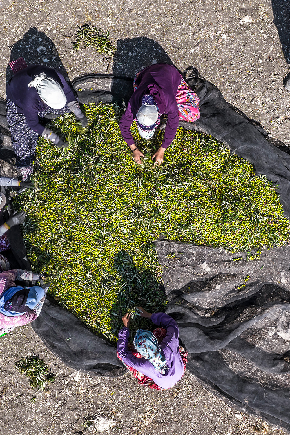 People sorting green seaweed on a large black tarp outdoors.