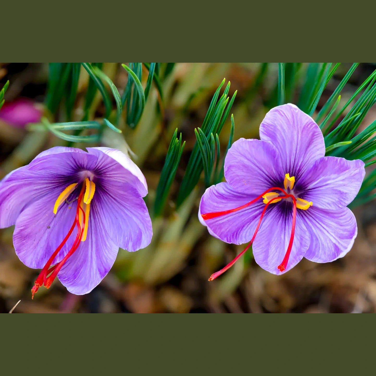 Purple Crocus sativus flowers showing vivid crimson saffron stigmas and yellow anthers