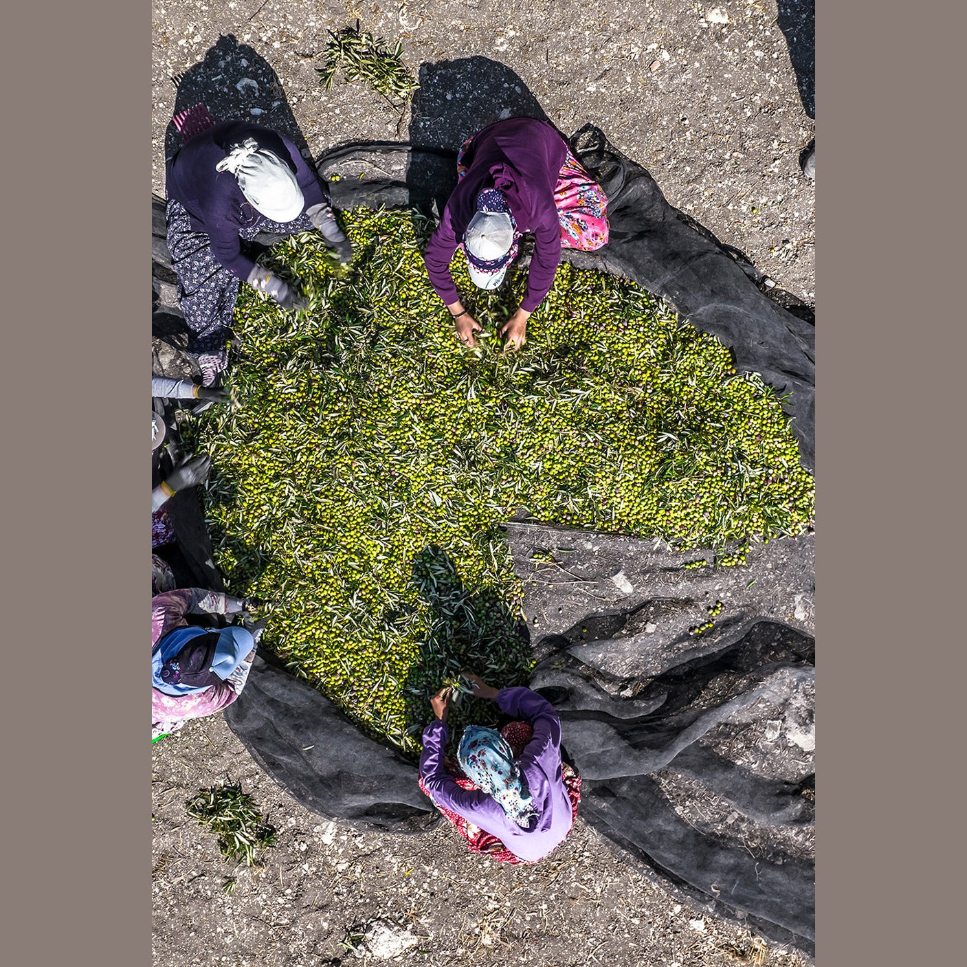 Hand-picked green olives sorted on mesh net during early autumn harvest for Juicy Olive oil
