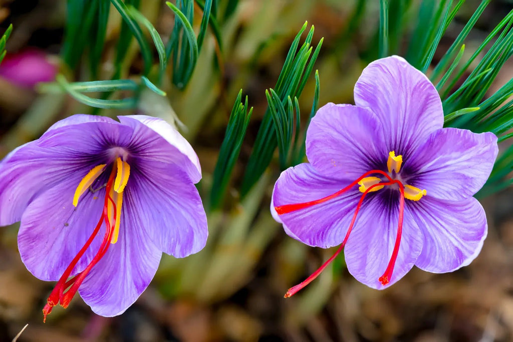 Iranian Saffron Threads - Nut House