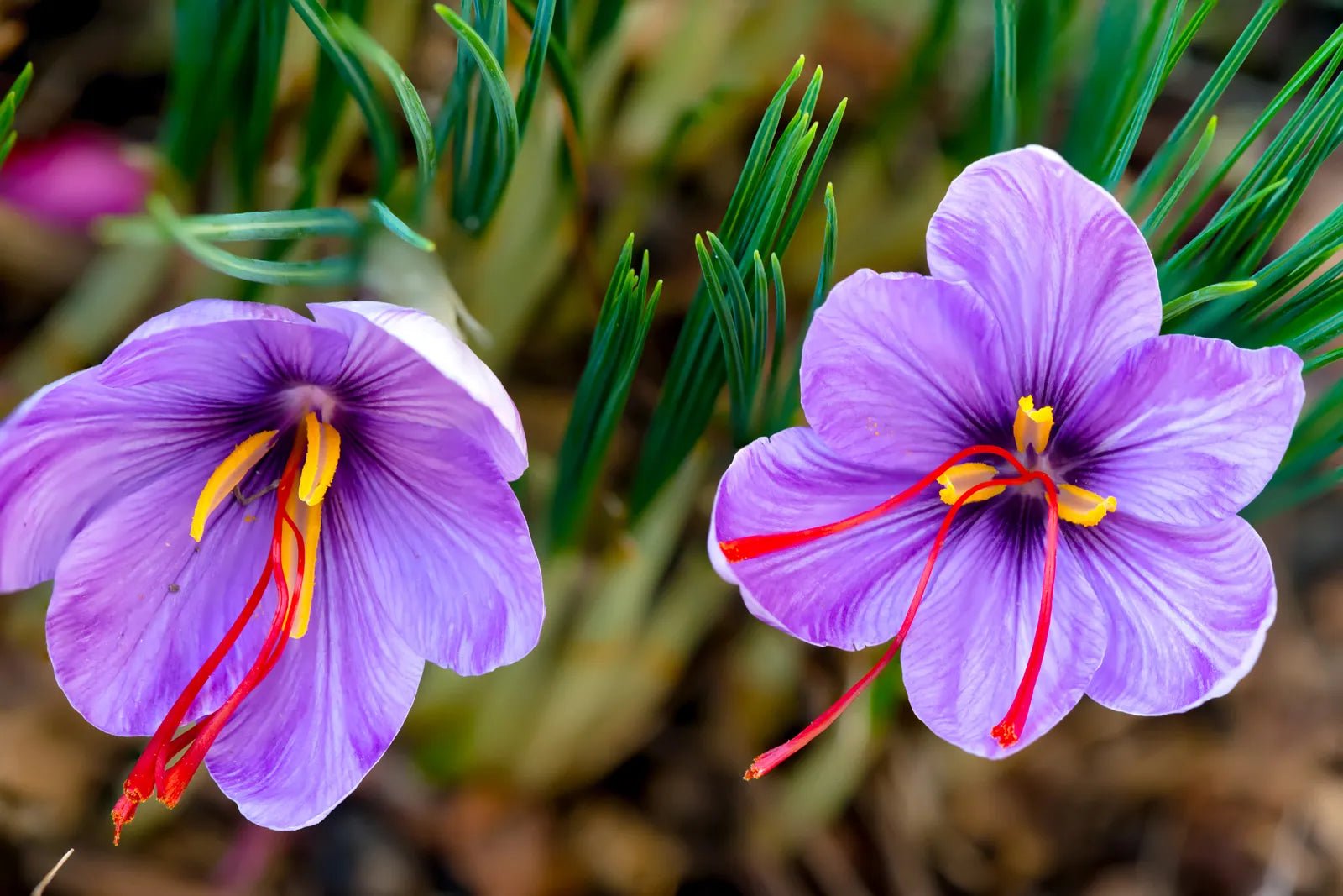 Iranian Saffron Threads - Nut House